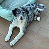 puppy, dog, merle, pet, indoor, floor, tile, dog_bed, laying_down, tail, curious, canine, animal, young, furry, white_paws, black_ears, spot_pattern, domestic, companion