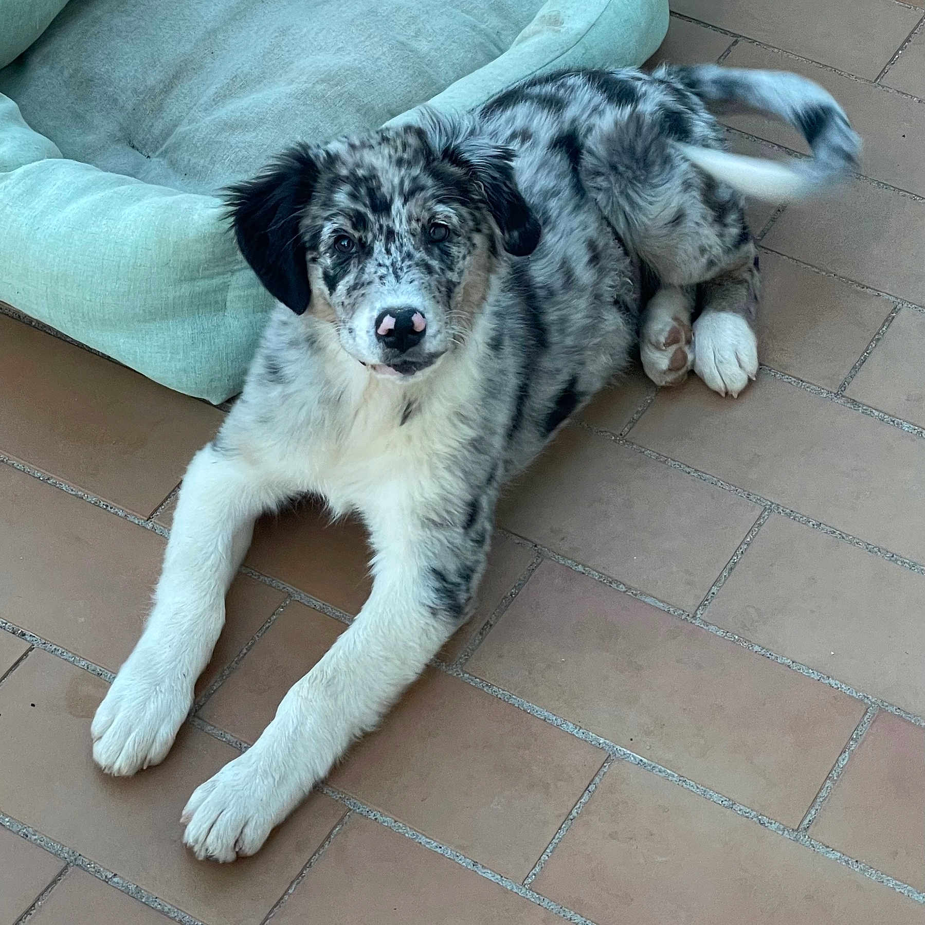 Blue participe au concours pour gagner de l'argent avec cette photo : puppy, dog, merle, pet, indoor, floor, tile, dog_bed, laying_down, tail, curious, canine, animal, young, furry, white_paws, black_ears, spot_pattern, domestic, companion
