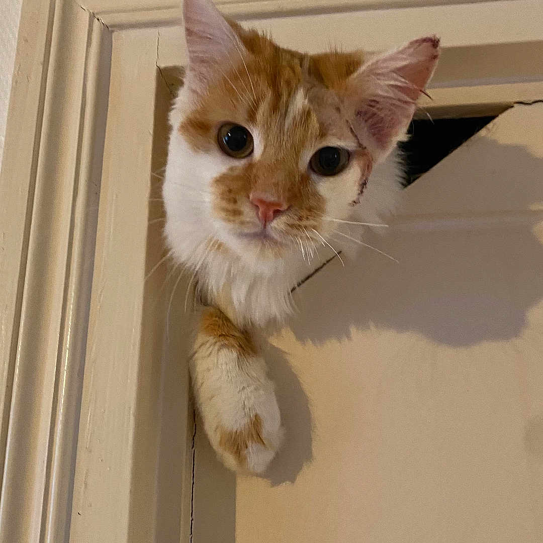 Yuzu a rejoint le concours — aidez-le/la à gagner de superbes lots ! abyssinian, angora, animal, cat, closet, cupboard, door, furniture, handrail, hardwood, indoors, interiordesign, kitten, manx, pet, plywood, shelf, siamese, stainedwood, wood