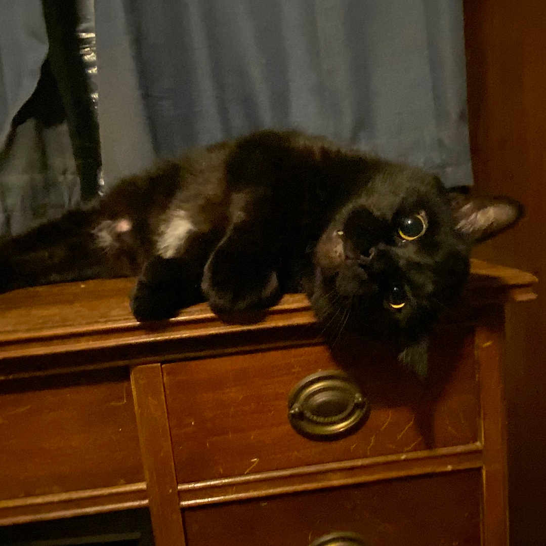 Boo is registered to the contest to win money with this photo: animal, blackcat, cabinet, cat, closet, cupboard, desk, drawer, dresser, furniture, hardwood, kitten, manx, pet, plywood, shelf, sideboard, table, wood