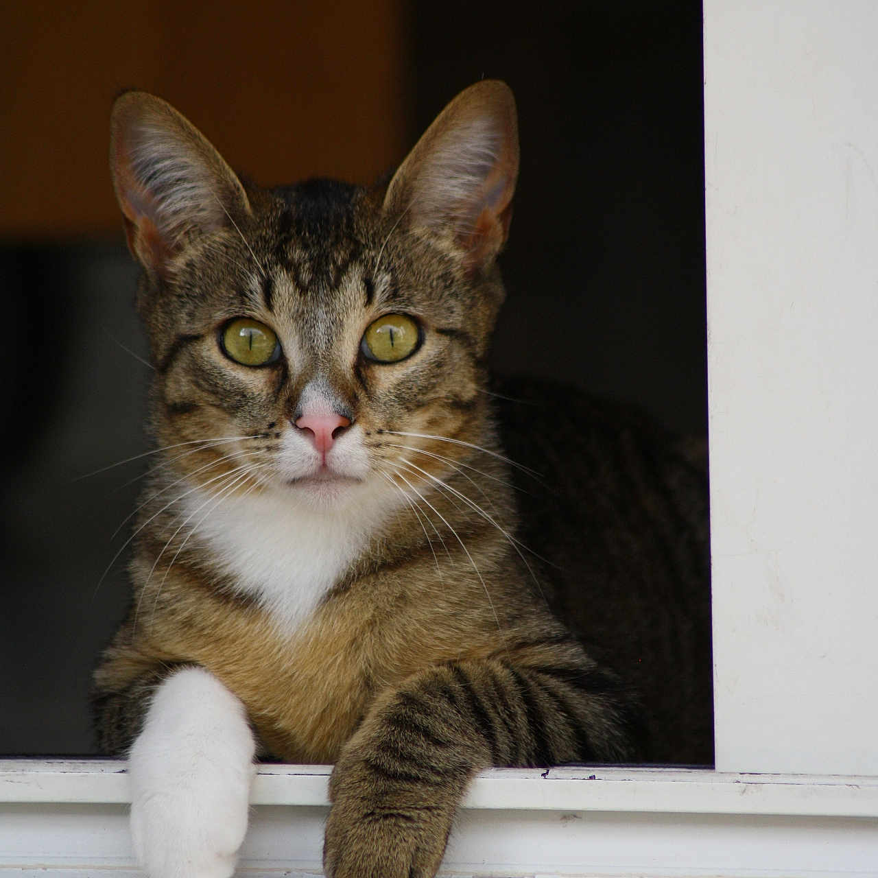 Vénus participe au concours pour gagner de l'argent avec cette photo : abyssinian, animal, cat, hardwood, kitten, manx, pet, wood