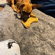 Baby Rocky joined the competition — help win amazing prizes! bed, blanket, bone_biscuit, chewing, close_up, collar, cozy, crumbs, cute, dog, ears, fur, indoor, paw, pet, playtime, puppy, resting, snout, textile