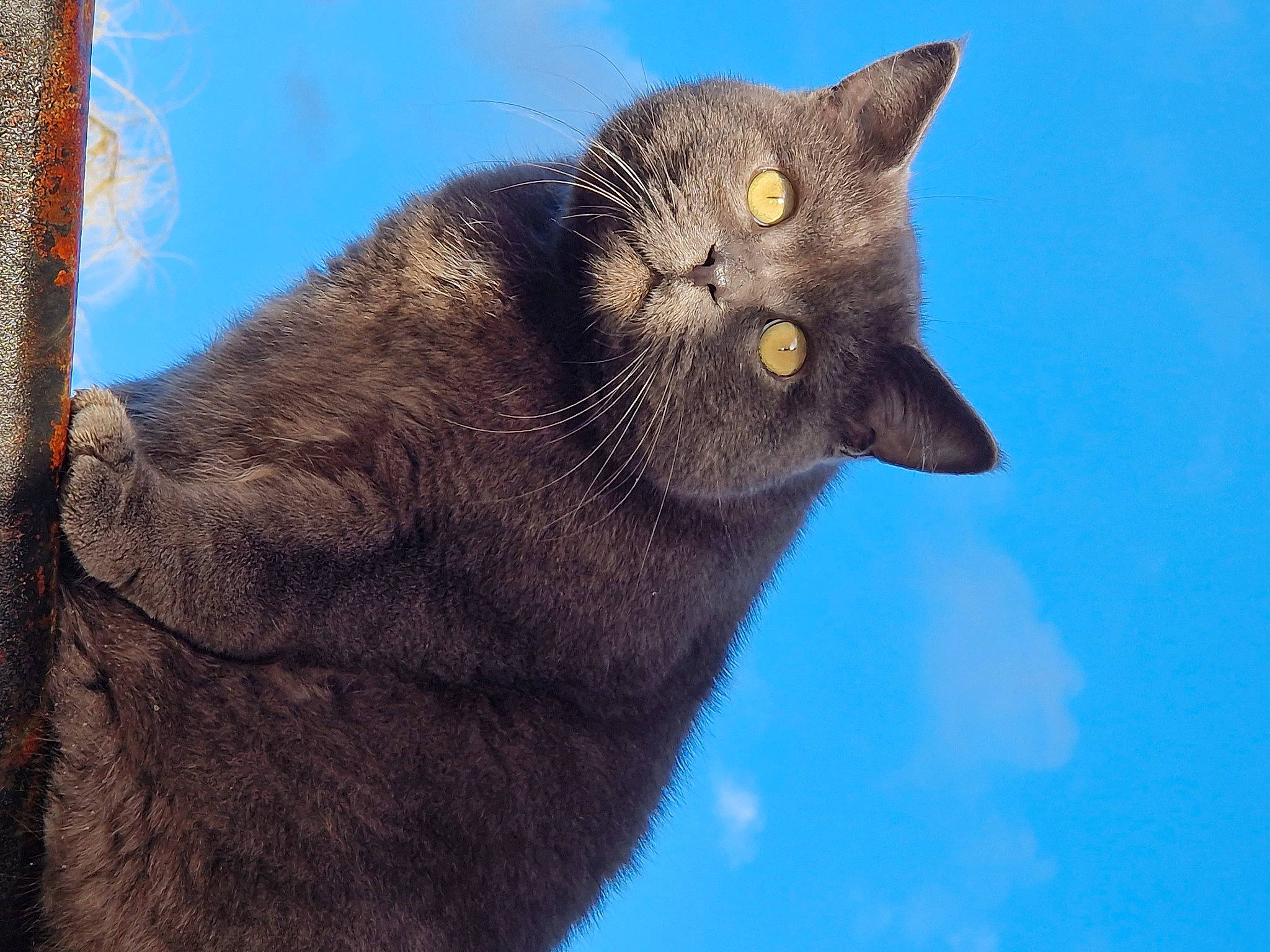 Didou a rejoint le concours — aidez-le/la à gagner de superbes lots ! black_cat, bombay, carnivore, cat, domestic_short_haired_cat, electric_blue, felidae, fur, plant, russian_blue, sky, small_to_medium_sized_cats, snout, terrestrial_animal, whiskers, window