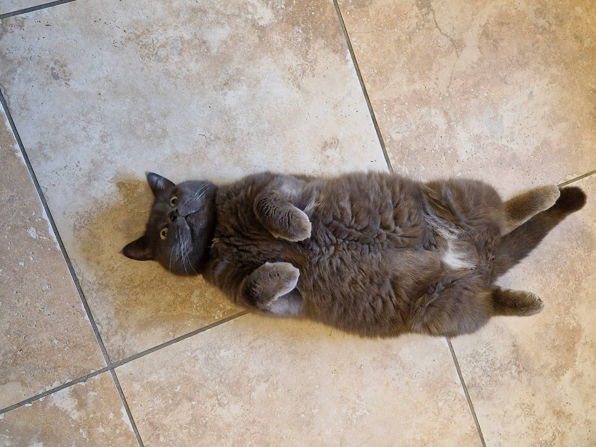 Didou participe au concours pour gagner de l'argent avec cette photo : black_cat, carnivore, cat, claw, domestic_short_haired_cat, felidae, floor, flooring, fur, grey, hardwood, metal, paw, shadow, small_to_medium_sized_cats, snout, tail, terrestrial_animal, whiskers, wood