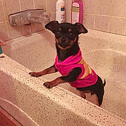 Nena is registered to the contest to win money with this photo: bathroom, bathtub, black_and_tan, chihuahua, cute, dog, faucet, hoodie, indoor, looking_at_camera, paws, pet, pet_clothing, portrait, shampoo_bottle, small_dog, speckled_surface, standing, tile, wide_eyes