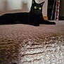 black_cat, cat, pet, animal, indoor, carpet, green_eyes, lying_down, shadow, feline, domestic_cat, home, floor, curious, ears, whiskers, fur, closeup, resting, quiet