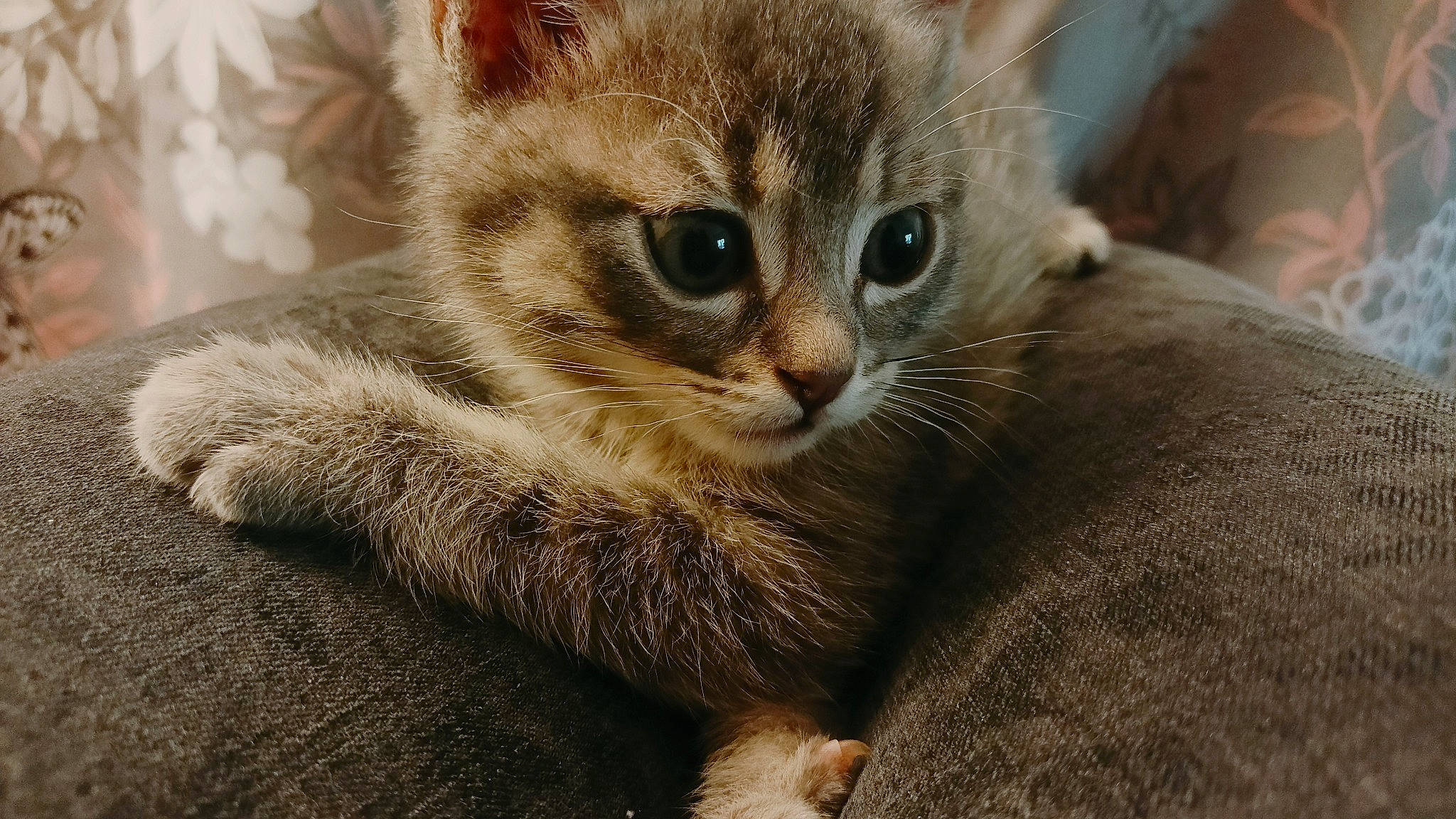 Chi a rejoint le concours — aidez-le/la à gagner de superbes lots ! carnivore, cat, claw, domestic_short_haired_cat, eye, fawn, felidae, fur, paw, small_to_medium_sized_cats, snout, tail, terrestrial_animal, whiskers, wildlife, window