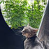 animal, cat, collar, domestic, feline, gray_cat, greenery, houseplant, indoor, nature, peaceful, pet, plants, relaxed, side_view, sitting, sunlight, whiskers, window, window_light