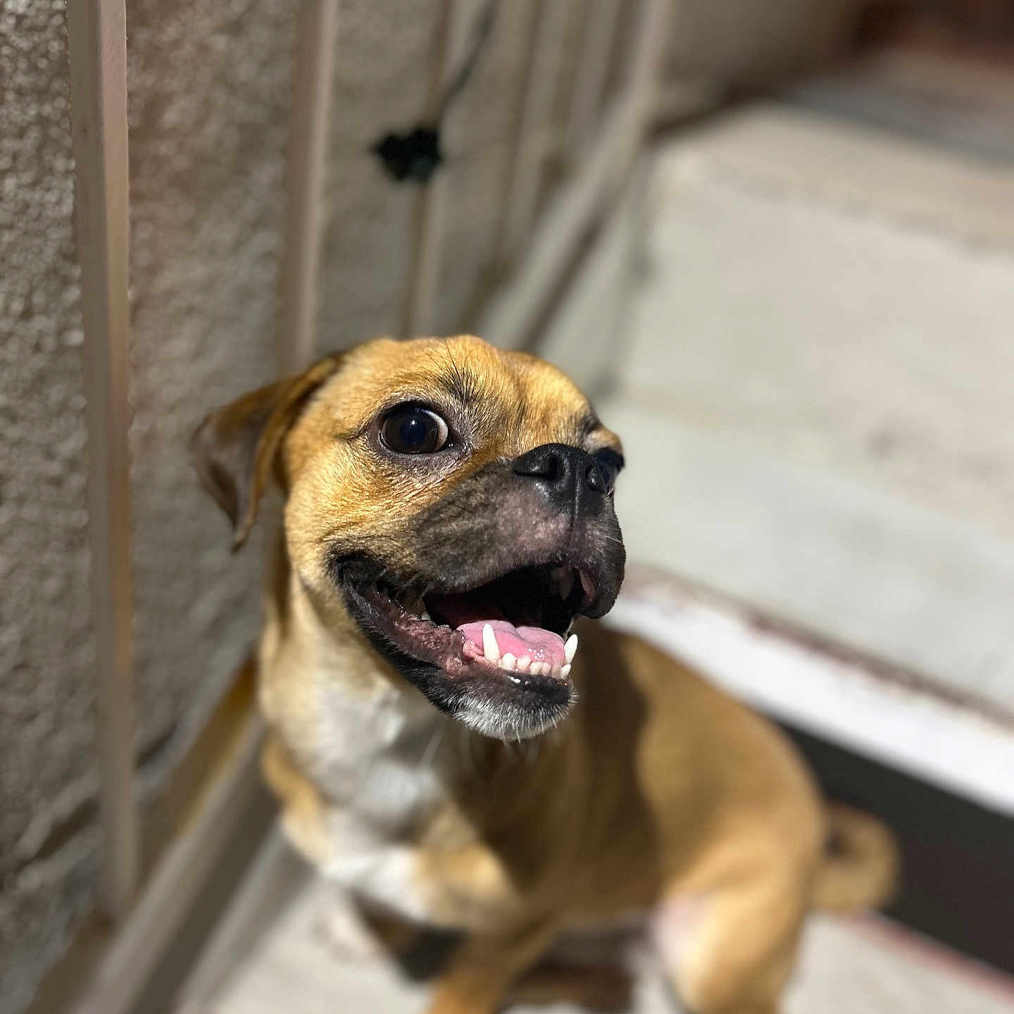 Rocky joined the competition — help win amazing prizes! animal, canine, closeup, companion, cute, dog, domestic_animal, friendly, happy, looking_up, outdoor, pet, playful, portrait, sitting, smiling, stairs, tan_coat, well_lit, young_dog