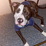 Jax is registered to the contest to win money with this photo: dog, canine, pet, indoor, carpet, blue_shirt, brown, white, black, ears, nose, paw, floor, wall, looking_up, collar, animal, young_dog, resting, curious