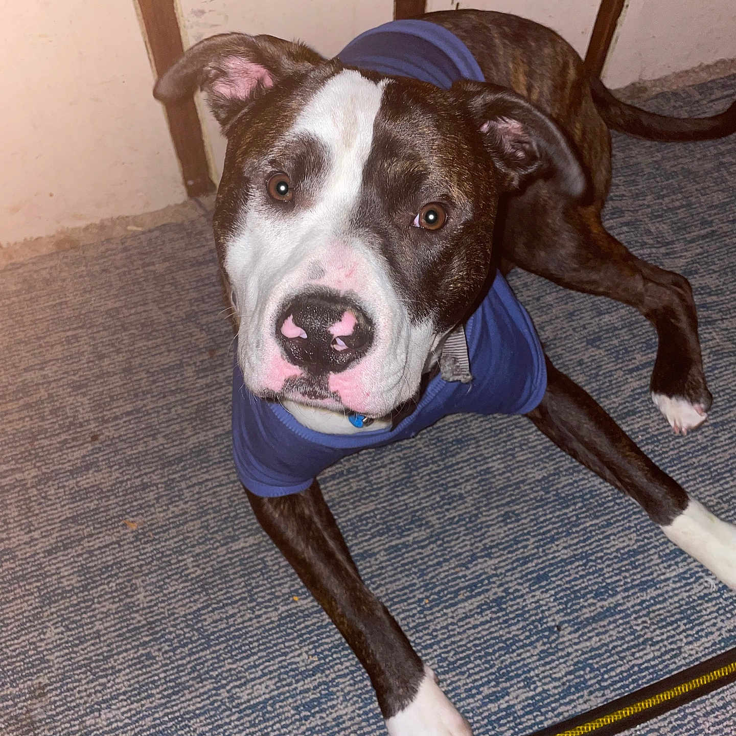 Jax is registered to the contest to win money with this photo: animal, black, blue_shirt, brown, canine, carpet, collar, curious, dog, ears, floor, indoor, looking_up, nose, paw, pet, resting, wall, white, young_dog