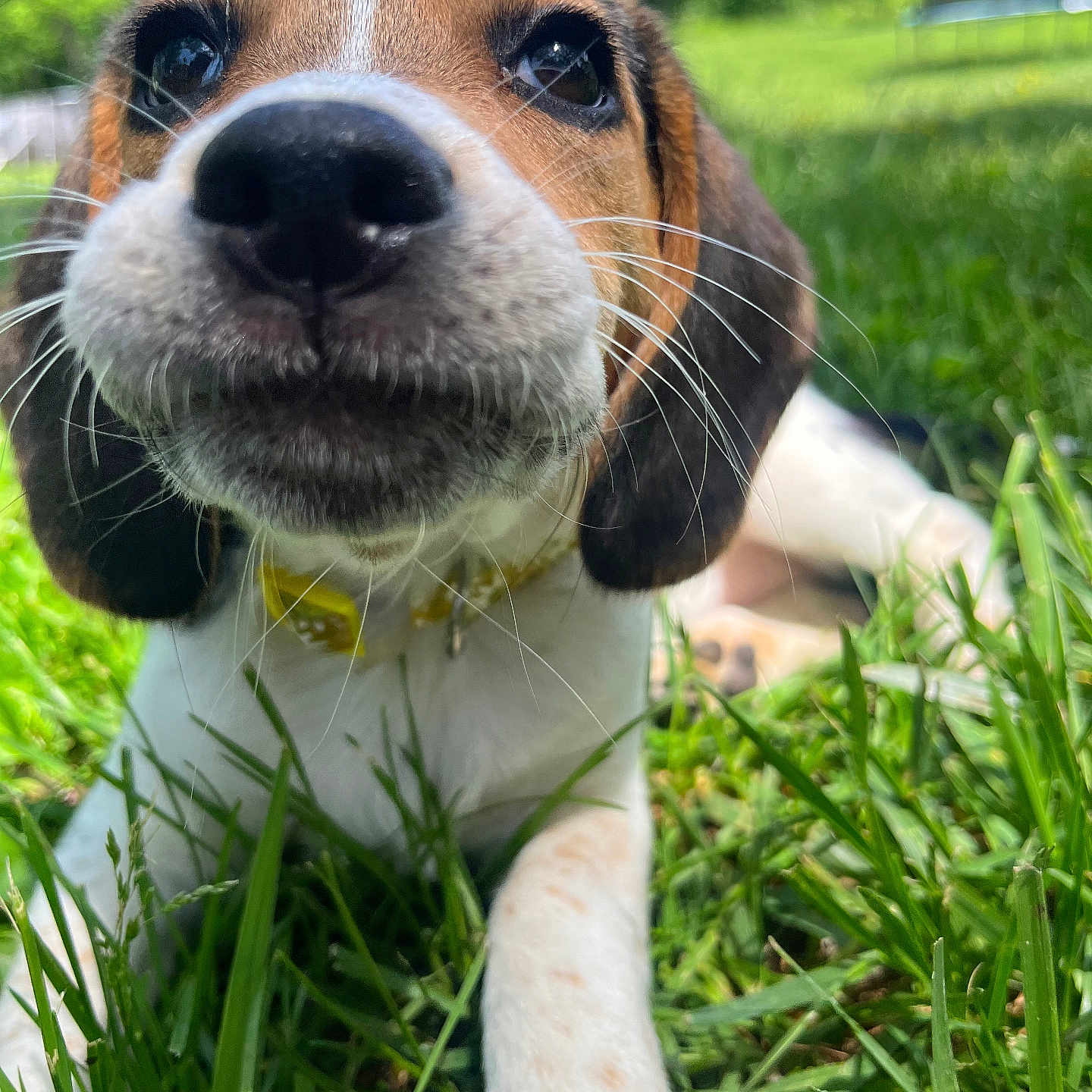 Lyla is registered to the contest to win money with this photo: animal, beagle, canine, dog, field, grass, grassland, green, herbal, herbs, hound, lawn, leaf, nature, outdoors, pet, plant, pointer, puppy, snout