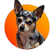 Merlin is registered to the contest to win money with this photo: dog, small_dog, chihuahua, spotted_coat, ears_up, pet, animal, portrait, orange_background, isolated, cute, calm, furry, domestic_animal, mammal, close_up, alert, headshot, studio_style, vibrant_background