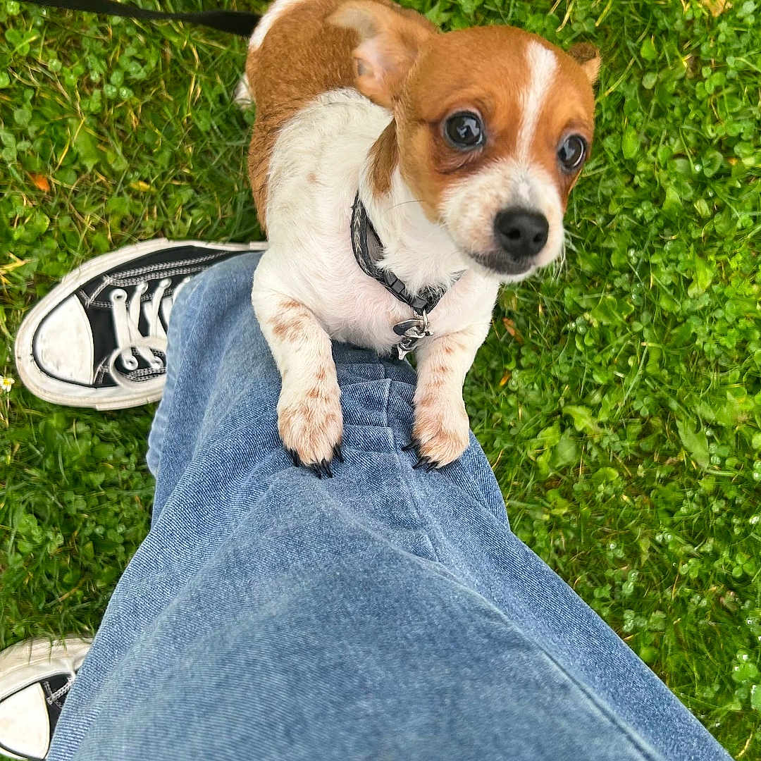 Guizmo participe au concours pour gagner de l'argent avec cette photo : animal, close_up, clothing, cute, dog, footwear, grass, greenery, jeans, leash, legs, looking_up, nature, outdoor, pet, puppy, shoe, small_dog, sneaker, white_and_brown