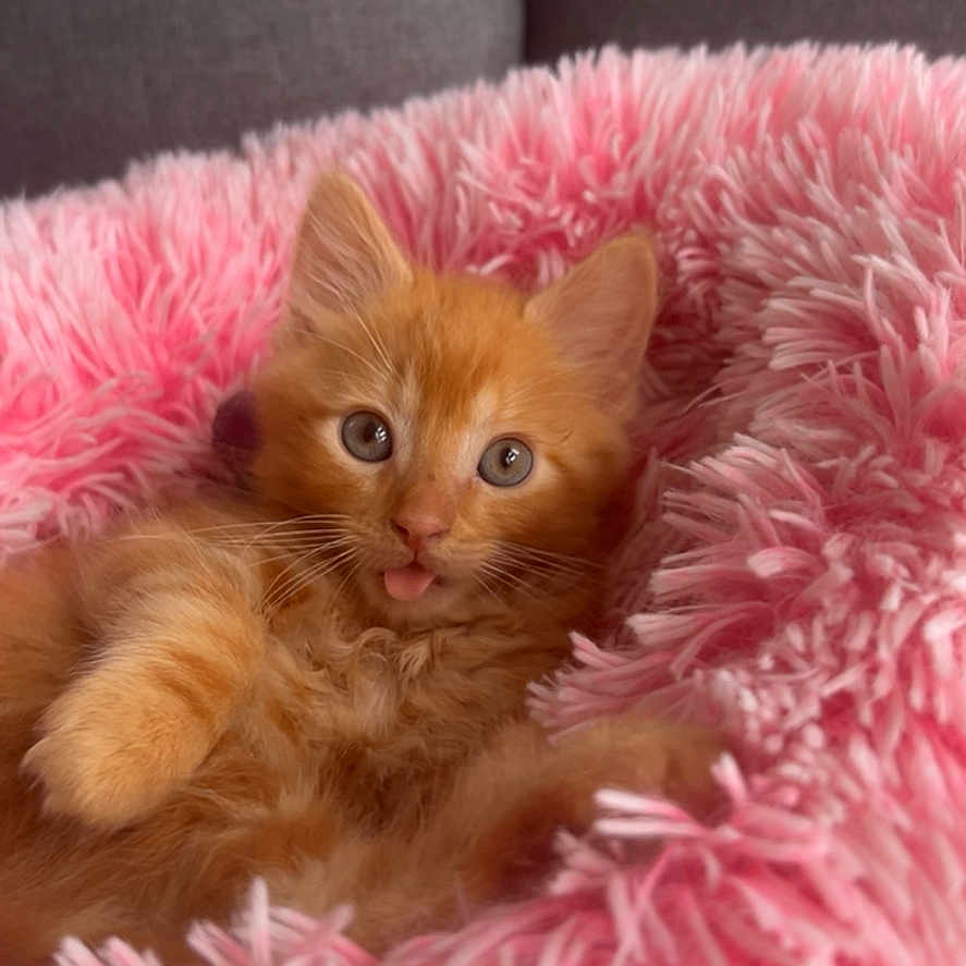 Oscar participe au concours pour gagner de l'argent avec cette photo : animal_face, cat, close_up, comfortable, cozy, curious, cute, domestic_animal, fluffy, fur, indoor, kitten, orange_cat, pet, pink_bed, playful, resting, small_animal, soft_texture, tongue_out