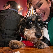 Gaston a rejoint le concours — aidez-le/la à gagner de superbes lots ! animal, celebration, companion, cute, dog, face, friendship, fur, green_sweater, happy, indoor, party_hat, paws, person, pet, portrait, red_sweater, smiling, table, wooden_surface