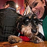 dog, person, party_hat, red_sweater, green_sweater, table, wooden_surface, indoor, celebration, happy, smiling, pet, face, fur, animal, companion, friendship, cute, portrait, paws