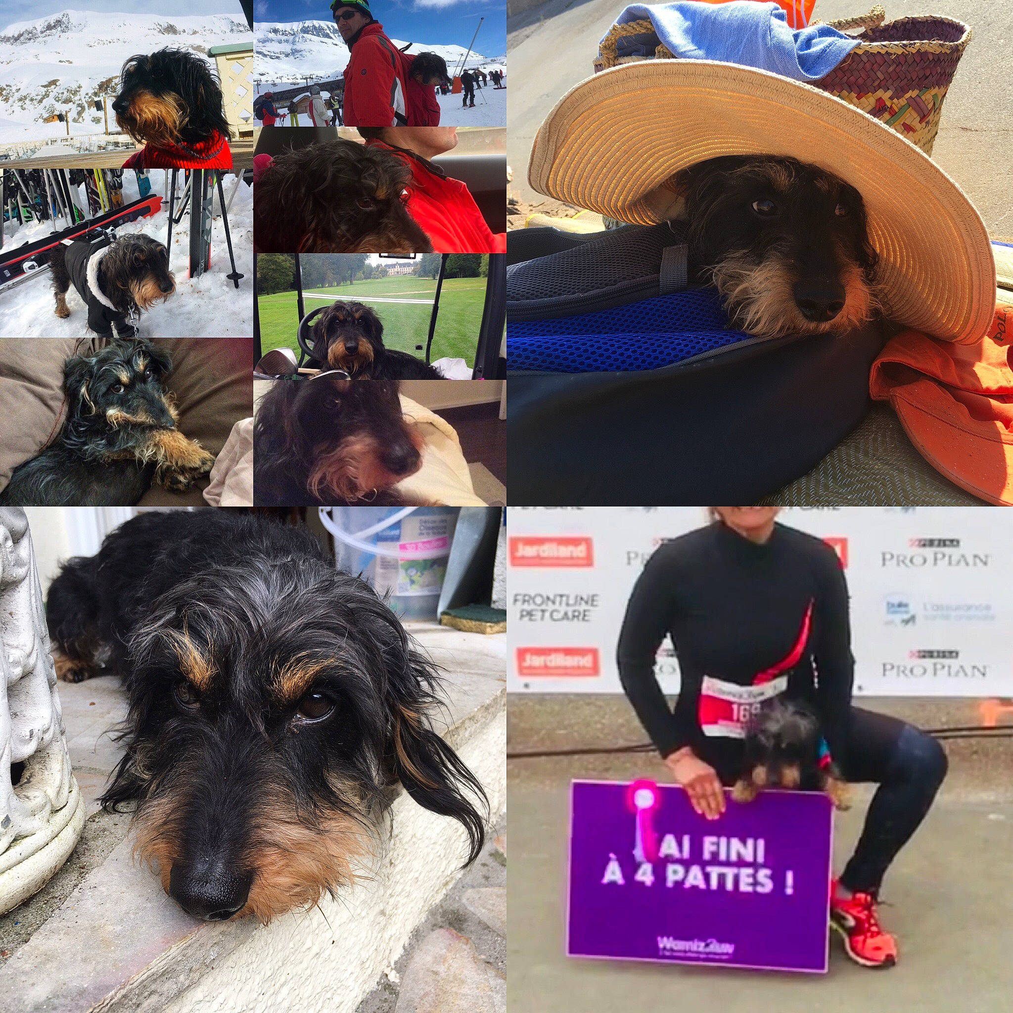 Gaston a rejoint le concours — aidez-le/la à gagner de superbes lots ! carnivoran, dog, dog_breed, dog_like_mammal, fun, headwear, person, snout