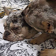 Margot is registered to the contest to win money with this photo: affection, animal, bed, blanket, canine, closeup, companion, cute, cute_moment, dog, domestic_animal, friendship, fur, indoors, pattern, paw, pet, relaxed, resting, snuggling