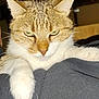Moumoune a rejoint le concours — aidez-le/la à gagner de superbes lots ! animal, cat, close_up, cute, domestic_cat, face, feline, fur, green_eyes, indoor, looking_down, mammal, pet, portrait, relaxed, resting, soft, tabby_cat, whiskers, white_paws