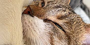 Moumoune participe au concours pour gagner de l'argent avec cette photo : animal, cat, close_up, cozy, cute, ear, face, feline, fur, indoor, muzzle, nose, paw, pet, relaxed, resting, sleeping, soft, tabby, whiskers