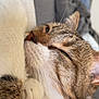 animal, cat, close_up, cozy, cute, ear, face, feline, fur, indoor, muzzle, nose, paw, pet, relaxed, resting, sleeping, soft, tabby, whiskers