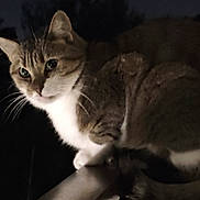 Moumoune participe au concours pour gagner de l'argent avec cette photo : alert, animal, cat, closeup, curious, dark, ears, eyes, face, feline, fur, mammal, night, outdoor, perched, pet, quiet, railing, tail, whiskers