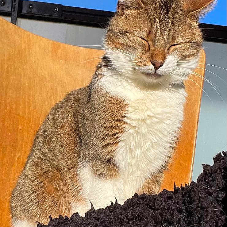 Moumoune a rejoint le concours — aidez-le/la à gagner de superbes lots ! animal, blanket, blue_sky, brown, cat, chair, closed_eyes, cozy, daytime, feline, fur, outdoor, peaceful, pet, portrait, relaxed, sitting, sunlight, whiskers, white