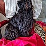 dog, black_dog, fluffy, pet, chair, armchair, red_blanket, indoor, floor_tiles, furniture, portrait, animal, looking_away, long_hair, domestic, cozy, home, cute, sitting, companion