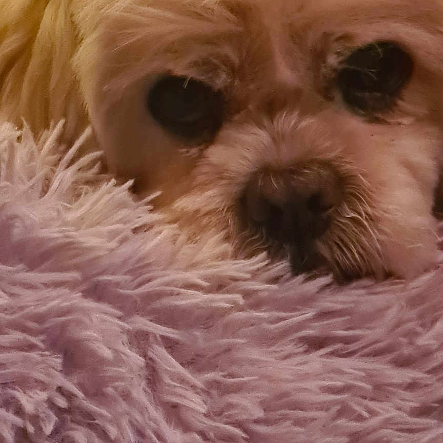 Ilan participe au concours pour gagner de l'argent avec cette photo : animal, blanket, calm, close_up, comfort, companion, cozy, cute, dog, face, fluffy, fur, indoors, pet, purple, relaxed, resting, sleepy, snout, soft_texture