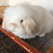 Bob a rejoint le concours — aidez-le/la à gagner de superbes lots ! angora_rabbit, dog_breed_group, domestic_rabbit, fur, rabbit, rabits_and_hares, snout, whiskers