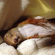 Simy participe au concours pour gagner de l'argent avec cette photo : ferret, fur, gerbil, mouse, muridae, paw, rodent, snout, whiskers