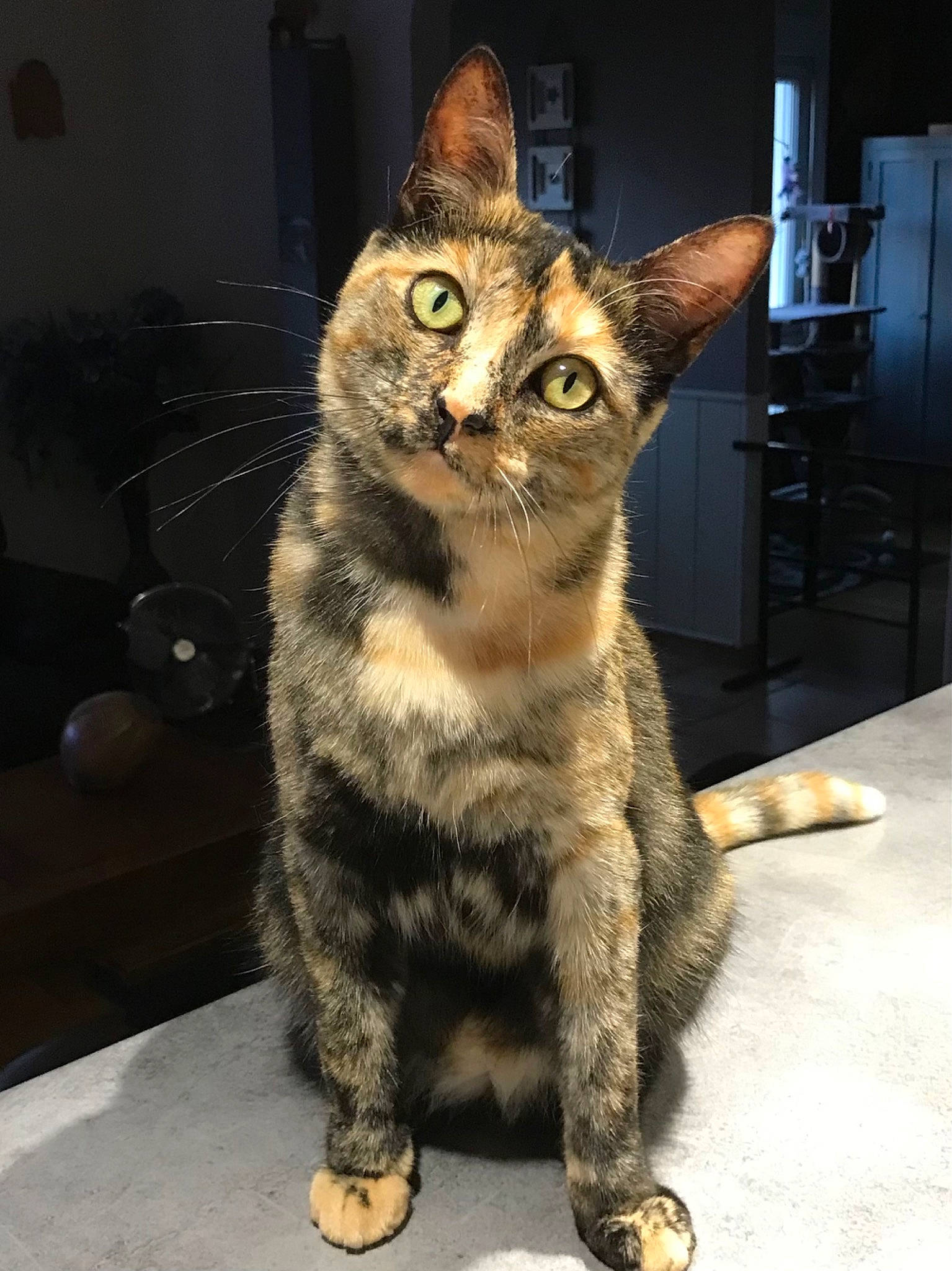 Tiana participe au concours pour gagner de l'argent avec cette photo : carnivore, cat, claw, domestic_short_haired_cat, felidae, fur, paw, sitting, small_to_medium_sized_cats, snout, tail, terrestrial_animal, whiskers, wildlife