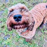 Teddy is registered to the contest to win money with this photo: dog, pet, canine, curly_fur, brown_fur, wet_fur, nose, snout, whiskers, close_up, portrait, collar, outdoor, grass, mud, muddy_paws, playful, one_animal, head, ground
