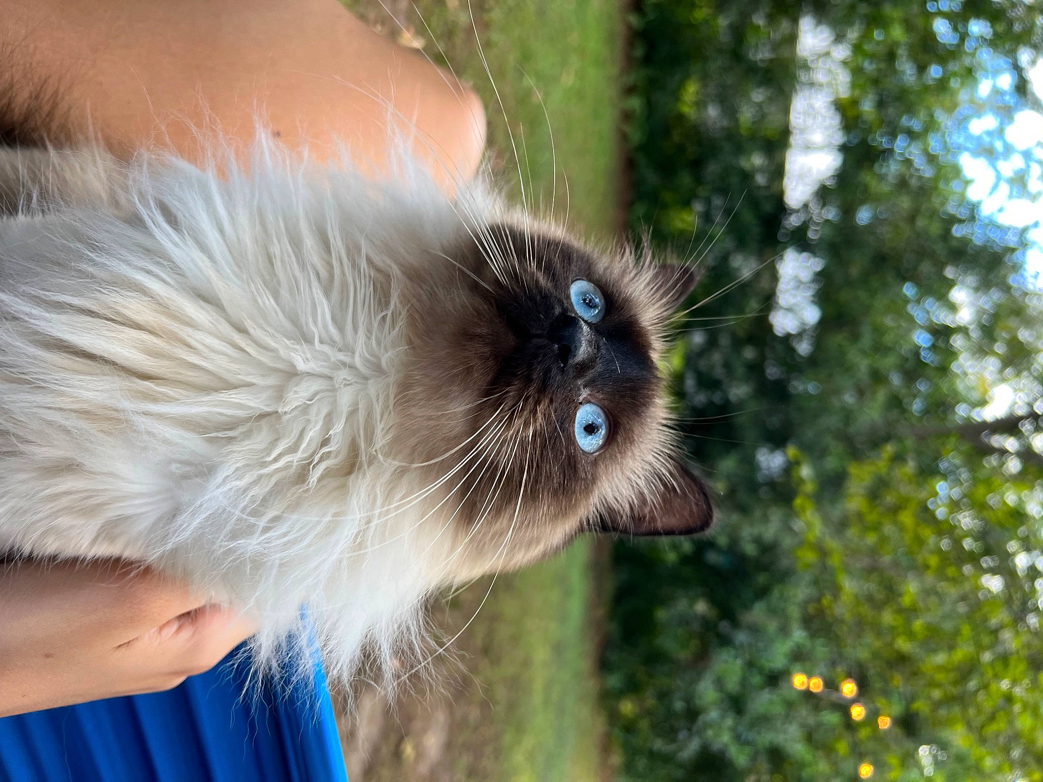 Cookie is registered to the contest to win money with this photo: balinese, birman, canidae, carnivore, cat, companion_dog, dog_breed, fawn, feather, felidae, fur, grass, plant, siamese, small_to_medium_sized_cats, snout, sporting_group, tail, tree, whiskers