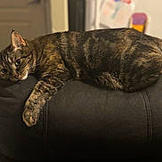 Willow is registered to the contest to win money with this photo: cat, tabby, feline, pet, animal, indoor, relaxed, lounging, chair, cushion, fur, paw, striped, home, domestic, sleepy, resting, cozy, black, soft