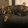 cat, tabby, feline, pet, animal, indoor, relaxed, lounging, chair, cushion, fur, paw, striped, home, domestic, sleepy, resting, cozy, black, soft