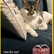 Caramel joined the competition — help win amazing prizes! cat, tabby, indoor, couch, pillow, pet, animal, fur, whiskers, relaxed, looking_at_camera, award, text_overlay, blue, beige, decor, closeup, portrait, domestic_cat, home