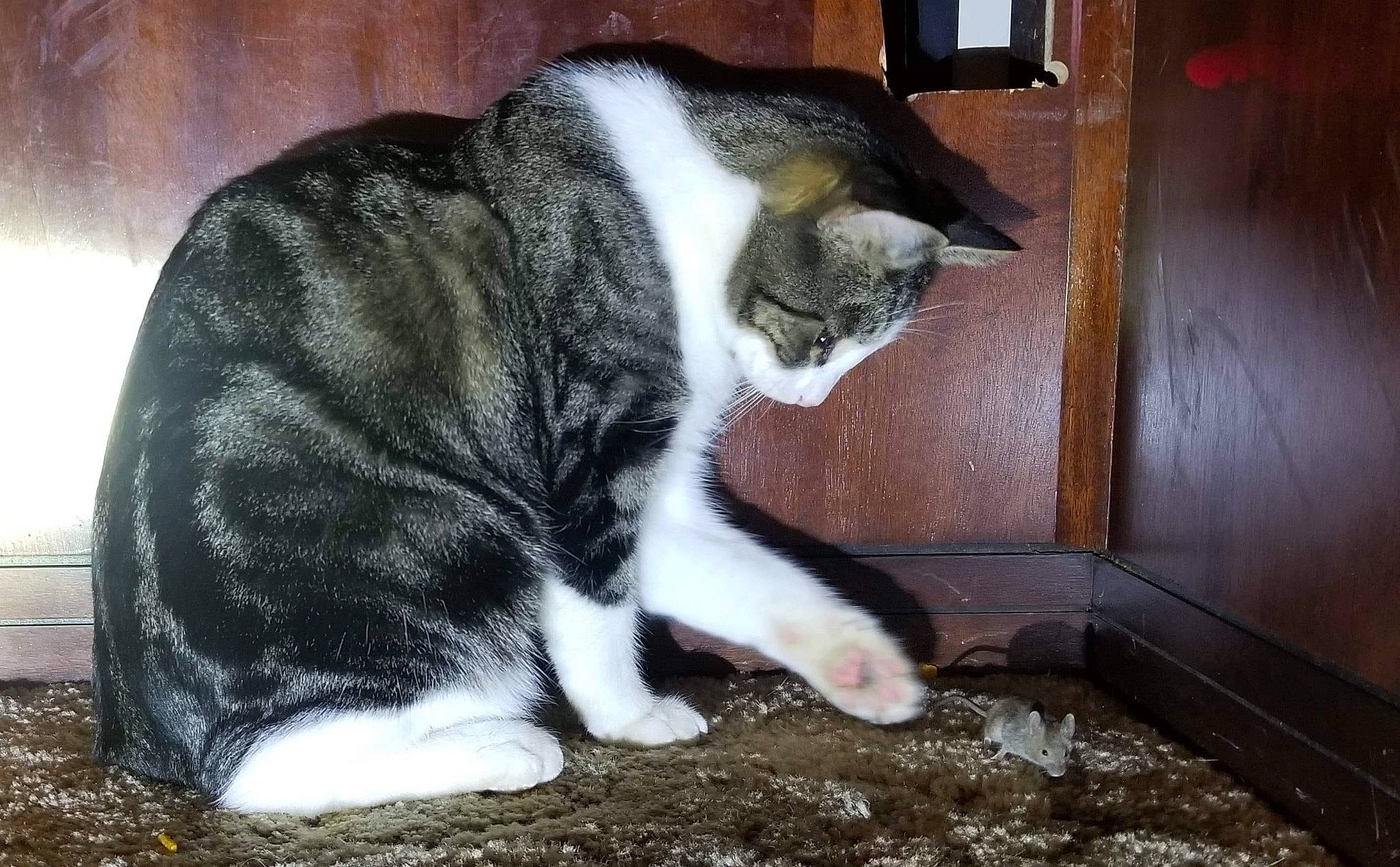 Hero is registered to the contest to win money with this photo: carnivore, cat, claw, comfort, dog_breed, domestic_short_haired_cat, felidae, flooring, fur, grass, paw, reef, sitting, small_to_medium_sized_cats, snout, tail, terrestrial_animal, whiskers, wood