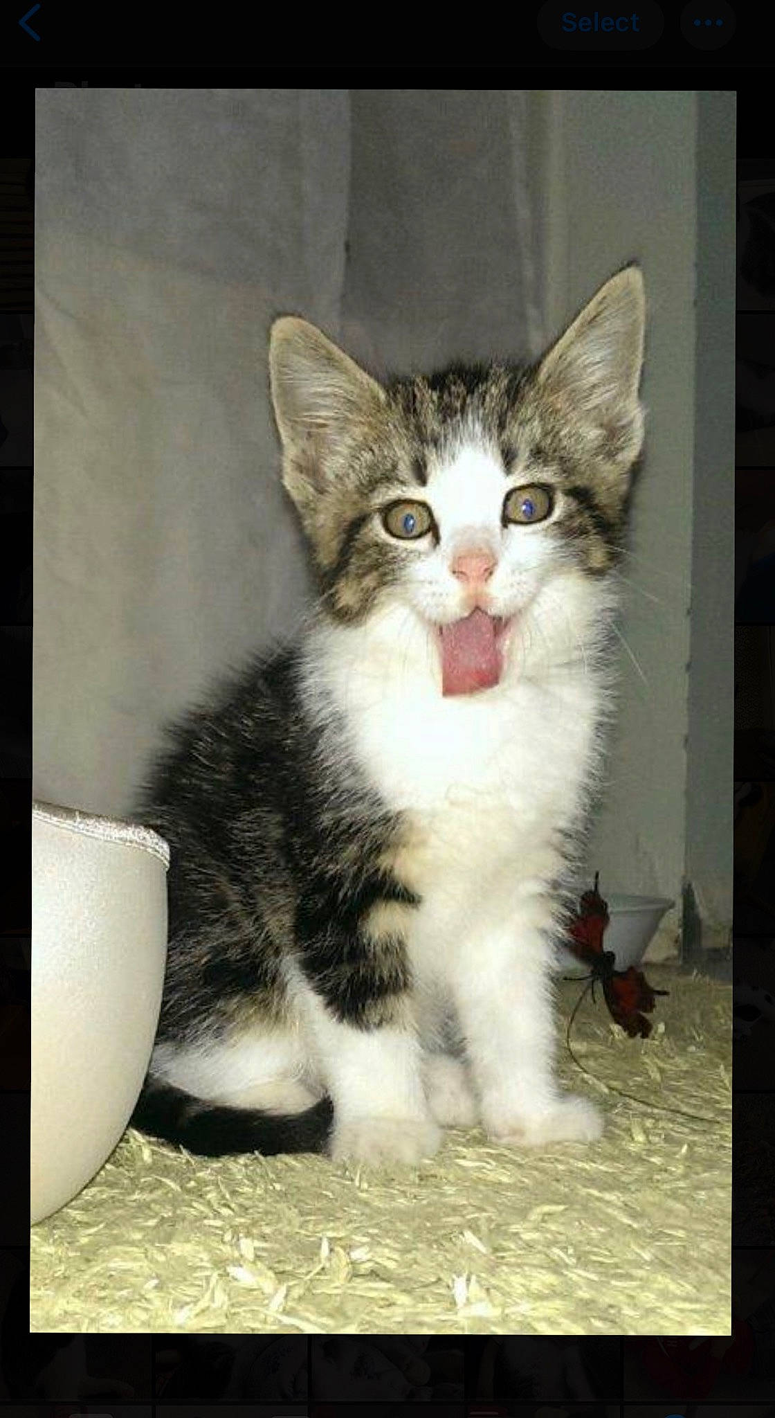 Hero is registered to the contest to win money with this photo: carnivore, cat, domestic_short_haired_cat, felidae, fur, mixing_bowl, paw, serveware, small_to_medium_sized_cats, snout, tail, whiskers, window