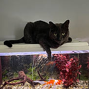 Simba participe au concours pour gagner de l'argent avec cette photo : animal, aquarium, black_cat, cat, curious, driftwood, feline, fish_tank, goldfish, home, indoor, orange_fish, paw, pet, red_plants, relaxed, rocks, tank_lid, water, white_fish