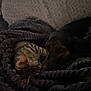 animal, black_dog, blanket, cat, closeup, comfort, companions, cozy, dog, friendship, fur, indoor, pets, relaxing, resting, sleepy, snuggling, tabby_cat, texture, warmth