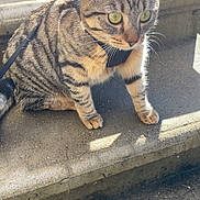 Vénus a rejoint le concours — aidez-le/la à gagner de superbes lots ! cat, tabby, animal, pet, outdoor, sunlight, steps, concrete, leash, harness, feline, alert, green_eyes, striped, sitting, daylight, curious, young_cat, whiskers, shadow