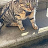 cat, tabby, animal, pet, outdoor, sunlight, steps, concrete, leash, harness, feline, alert, green_eyes, striped, sitting, daylight, curious, young_cat, whiskers, shadow