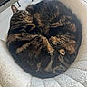 cat, tabby_cat, sleeping, curled_up, pet_bed, cozy, furry, indoor, resting, animal, cute, companion, fur, whiskers, domestic_cat, relaxation, pair, soft_texture, nap, warmth