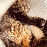 Milo participe au concours pour gagner de l'argent avec cette photo : cat, tabby, sleeping, fluffy, fur, paw, cozy, blanket, resting, pet, animal, cute, whiskers, relaxed, indoor, mammal, soft, domestic, feline, peaceful
