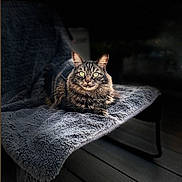 Milo a rejoint le concours — aidez-le/la à gagner de superbes lots ! animal, bench, blanket, cat, cozy, cute, dark_background, feline, fluffy, fur, green_eyes, indoor, pet, portrait, relaxed, resting, soft_light, tabby, texture, whiskers