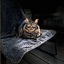 animal, bench, blanket, cat, cozy, cute, dark_background, feline, fluffy, fur, green_eyes, indoor, pet, portrait, relaxed, resting, soft_light, tabby, texture, whiskers