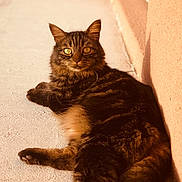 Milo participe au concours pour gagner de l'argent avec cette photo : cat, tabby_cat, animal, pet, feline, fur, whiskers, outdoor, sunlight, shadow, concrete, relaxed, lying_down, golden_eyes, closeup, texture, orange_hue, wall, portrait, nature