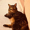 cat, tabby_cat, animal, pet, feline, fur, whiskers, outdoor, sunlight, shadow, concrete, relaxed, lying_down, golden_eyes, closeup, texture, orange_hue, wall, portrait, nature